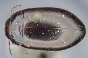 Media type: image;   Entomology 23971 Aspect: habitus dorsal view